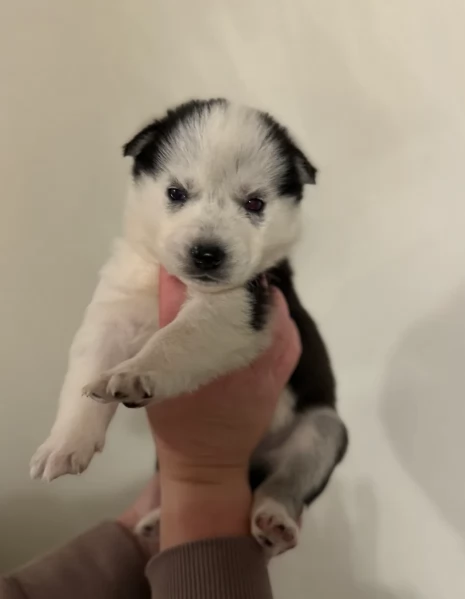 stupendi HUSKY di razza pura taglia MEDIA per adozione