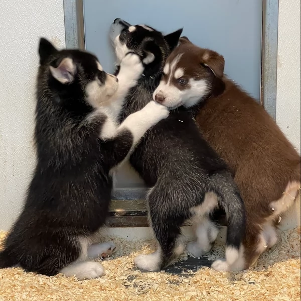 stupendi HUSKY di razza pura taglia MEDIA per adozione | Foto 1