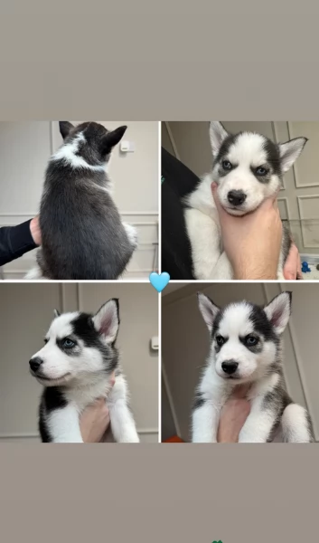 stupendi HUSKY di razza pura taglia MEDIA per adozione | Foto 5