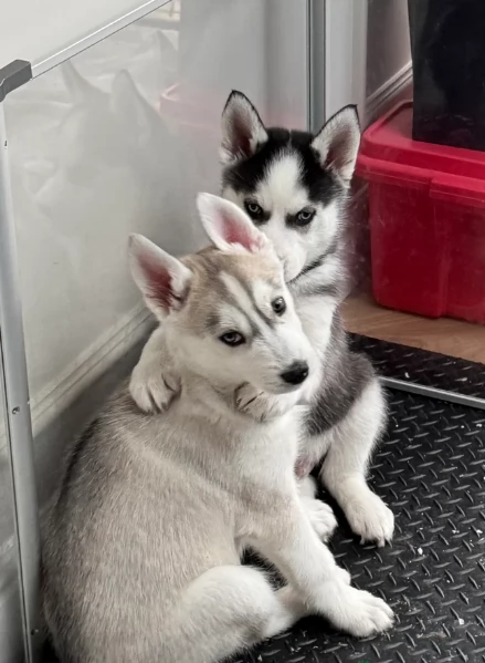 stupendi HUSKY di razza pura taglia MEDIA per adozione | Foto 2