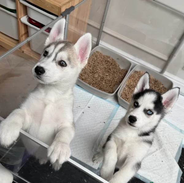 stupendi HUSKY di razza pura taglia MEDIA per adozione | Foto 1