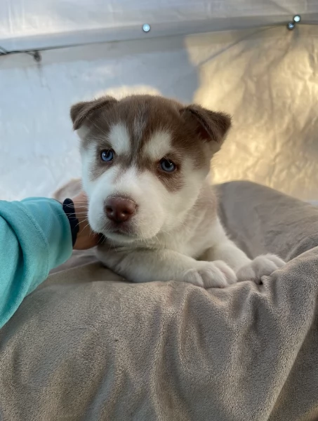 stupendi HUSKY di razza pura taglia MEDIA per adozione | Foto 3