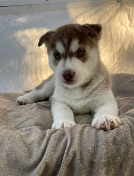 stupendi HUSKY di razza pura taglia MEDIA per adozione | Foto 1