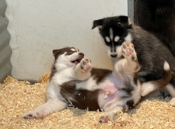 stupendi HUSKY di razza pura taglia MEDIA per adozione