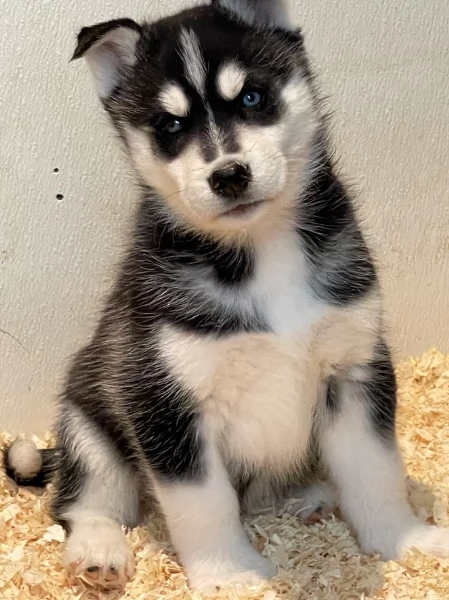 stupendi HUSKY di razza pura taglia MEDIA per adozione