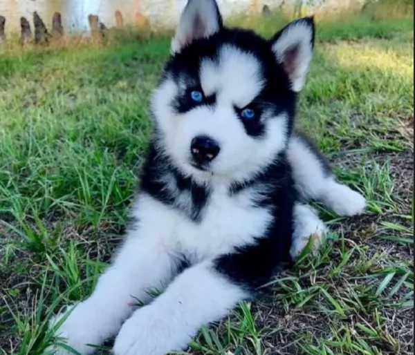 stupendi HUSKY di razza pura taglia MEDIA per adozione | Foto 6