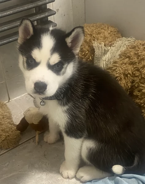 stupendi HUSKY di razza pura taglia MEDIA per adozione | Foto 4