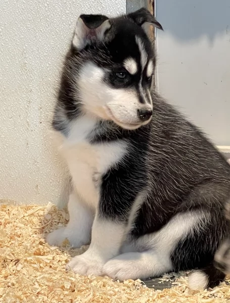 stupendi HUSKY di razza pura taglia MEDIA per adozione | Foto 2