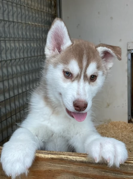 stupendi HUSKY di razza pura taglia MEDIA per adozione | Foto 2