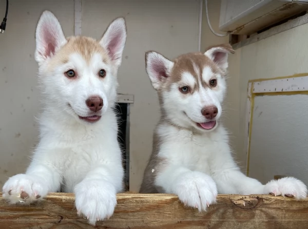 stupendi HUSKY di razza pura taglia MEDIA per adozione | Foto 1