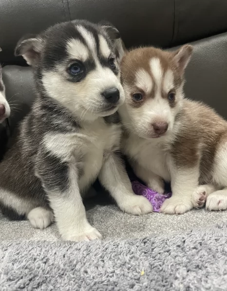 stupendi HUSKY di razza pura taglia MEDIA per adozione | Foto 2