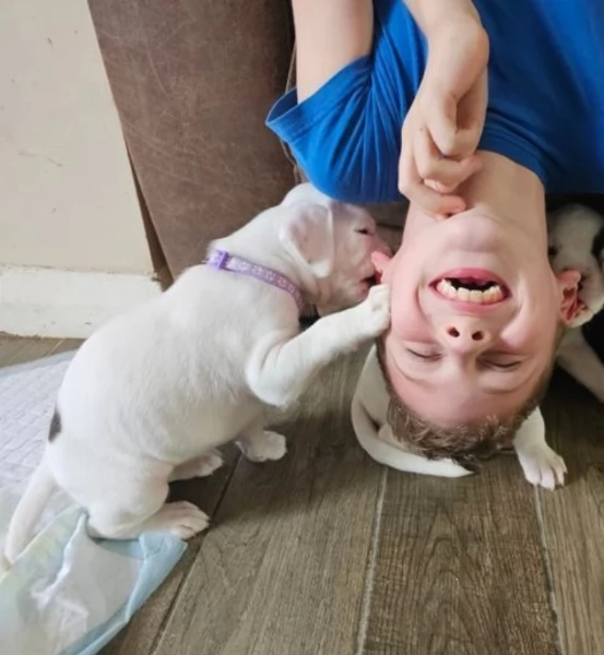 meravigliosi Boxer  di razza pura taglia MEDIA per adozione | Foto 3