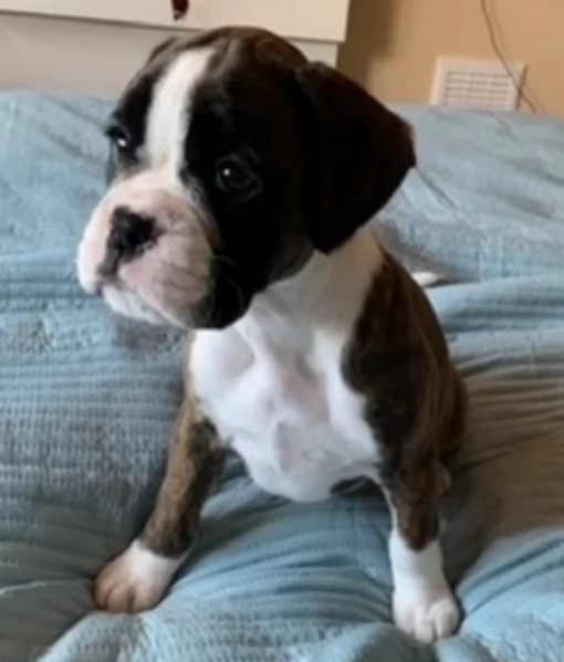 meravigliosi Boxer di razza pura taglia MEDIA per adozione | Foto 2