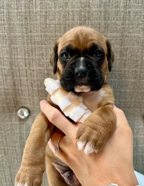 meravigliosi Boxer di razza pura taglia MEDIA per adozione | Foto 0