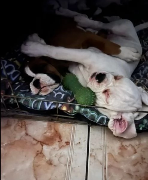 meravigliosi Boxer di razza pura taglia MEDIA per adozione | Foto 3