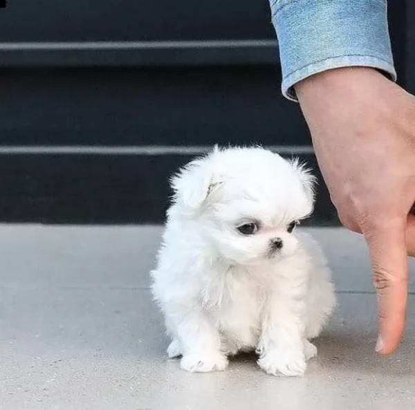 meravigliosi maltese di razza pura taglia piccola per adozione