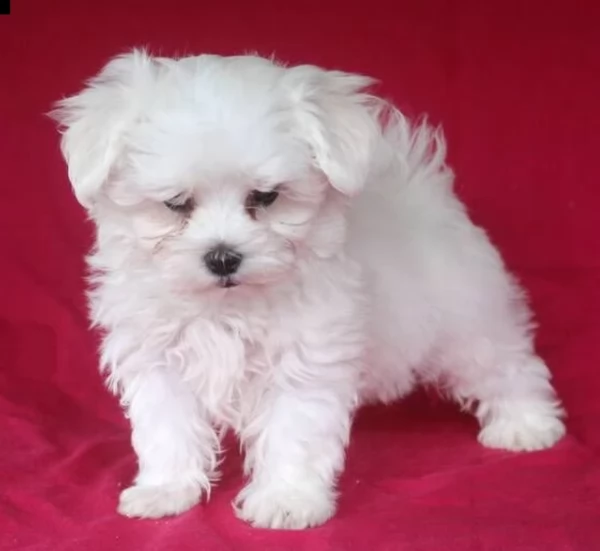 meravigliosi maltese di razza pura taglia piccola per adozione | Foto 0