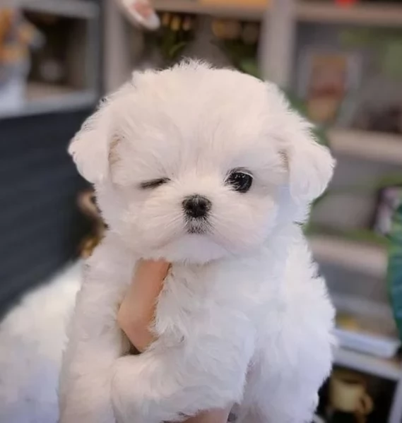 meravigliosi maltese di razza pura taglia piccola per adozione | Foto 4