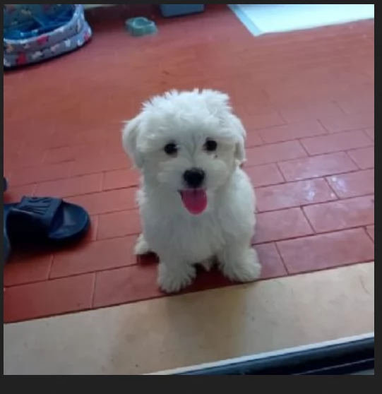 meravigliosi maltese di razza pura taglia piccola per adozione