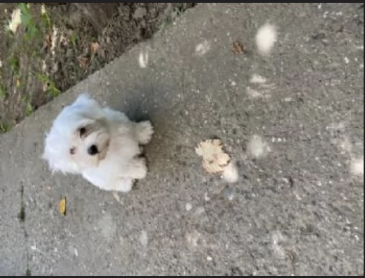 meravigliosi maltese di razza pura taglia piccola per adozione | Foto 0