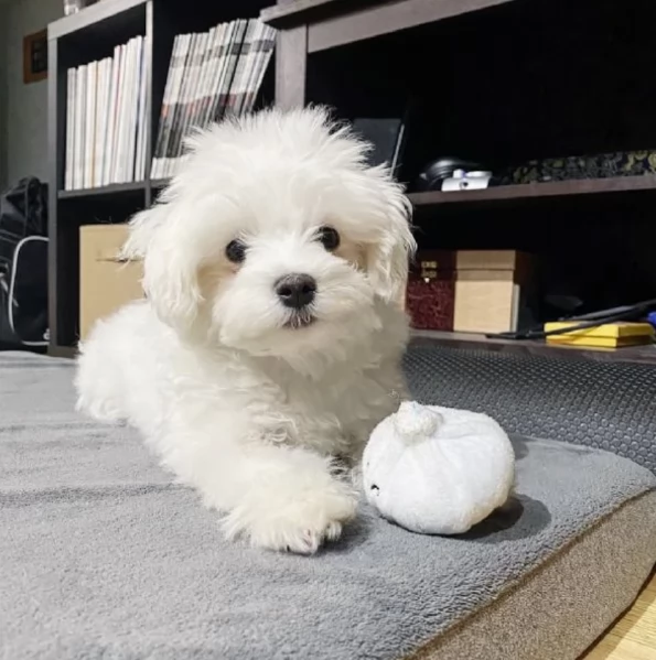 meravigliosi maltese di razza pura taglia piccola per adozione | Foto 2