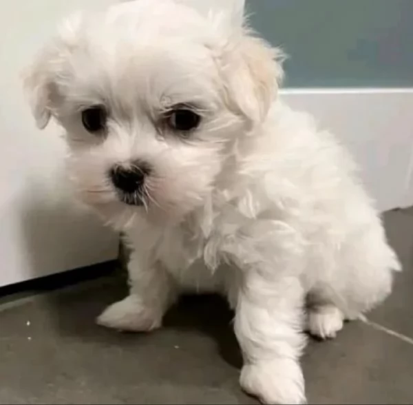 meravigliosi maltese di razza pura taglia piccola per adozione | Foto 3