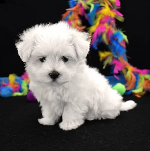 meravigliosi maltese di razza pura taglia piccola per adozione | Foto 1