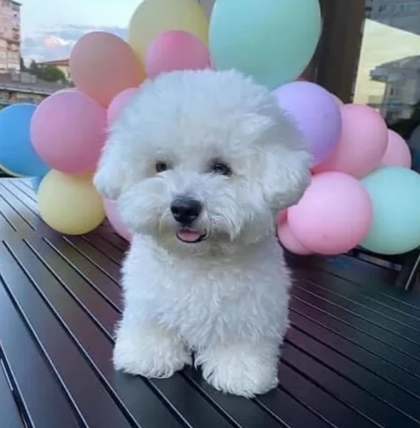 meravigliosi maltese di razza pura taglia piccola per adozione | Foto 4