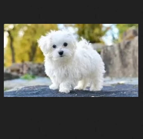 meravigliosi maltese di razza pura taglia piccola per adozione | Foto 4