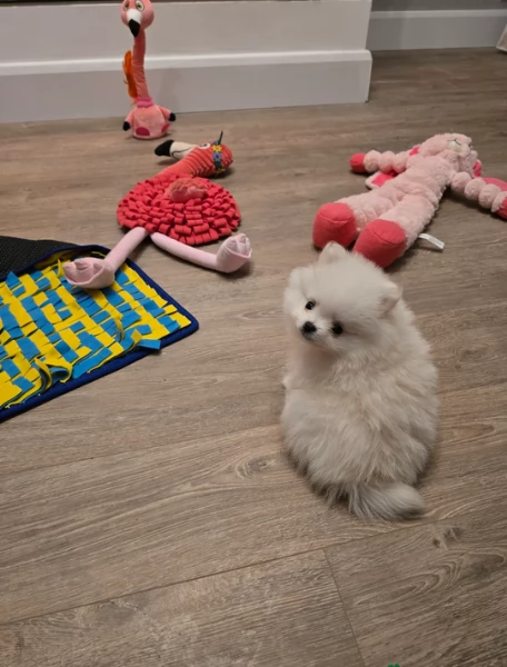 bellissimi cuccioli pomerania taglia piccola per adozione | Foto 2