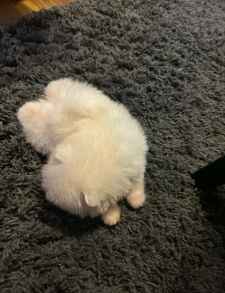 bellissimi cuccioli pomerania taglia piccola per adozione | Foto 2