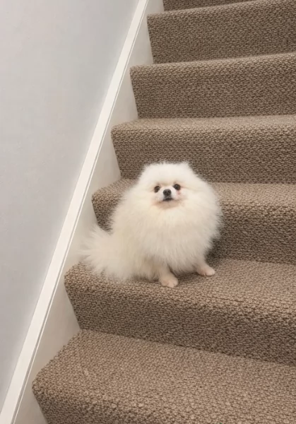 bellissimi cuccioli pomerania taglia piccola per adozione | Foto 3