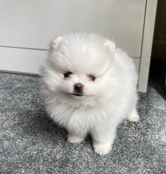 bellissimi cuccioli pomerania taglia piccola per adozione | Foto 4