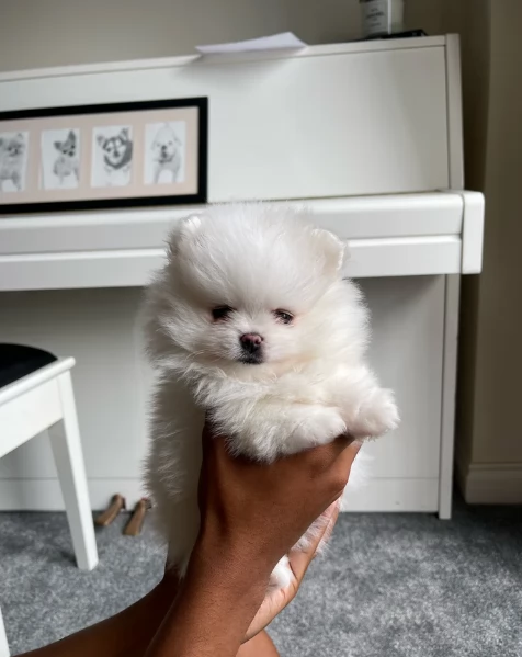 bellissimi cuccioli pomerania taglia piccola per adozione | Foto 2