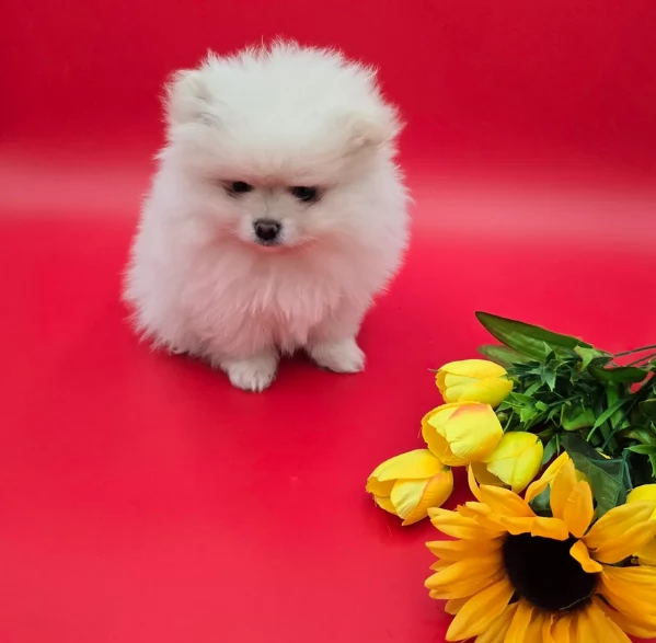 bellissimi cuccioli pomerania taglia piccola per adozione | Foto 4