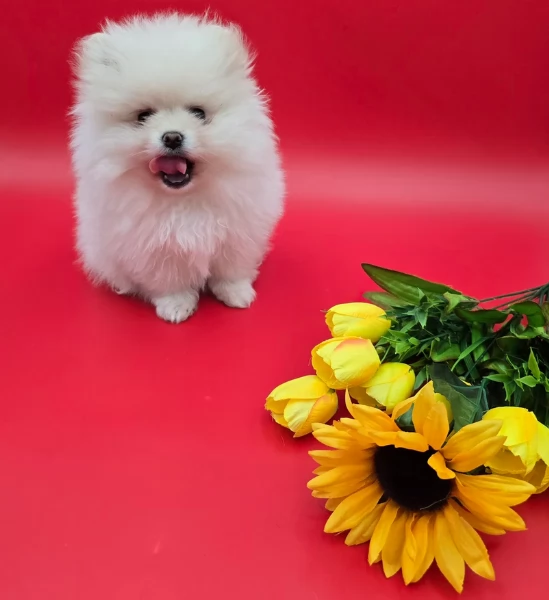 bellissimi cuccioli pomerania taglia piccola per adozione
