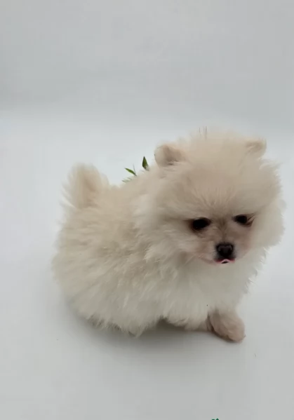 bellissimi cuccioli pomerania taglia piccola per adozione | Foto 3