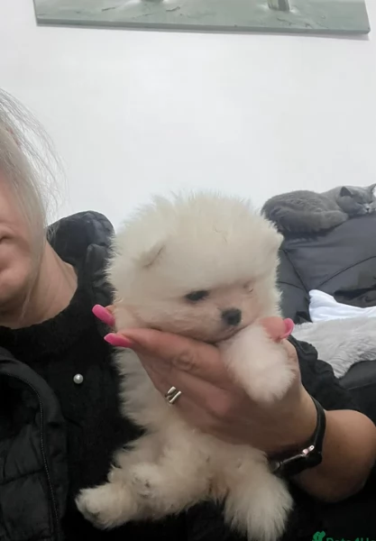 bellissimi cuccioli pomerania taglia piccola per adozione