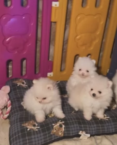 bellissimi cuccioli pomerania taglia piccola per adozione