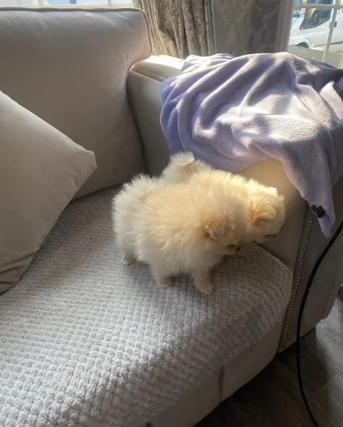 bellissimi cuccioli pomerania taglia piccola per adozione | Foto 5