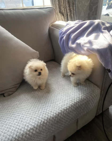 bellissimi cuccioli pomerania taglia piccola per adozione