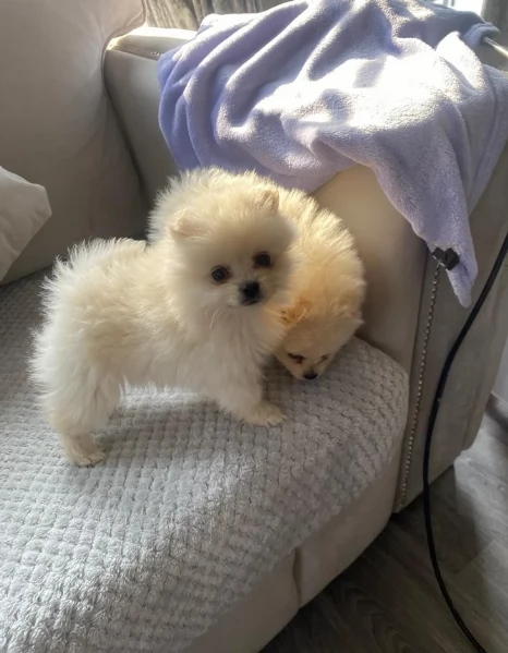 bellissimi cuccioli pomerania taglia piccola per adozione | Foto 1