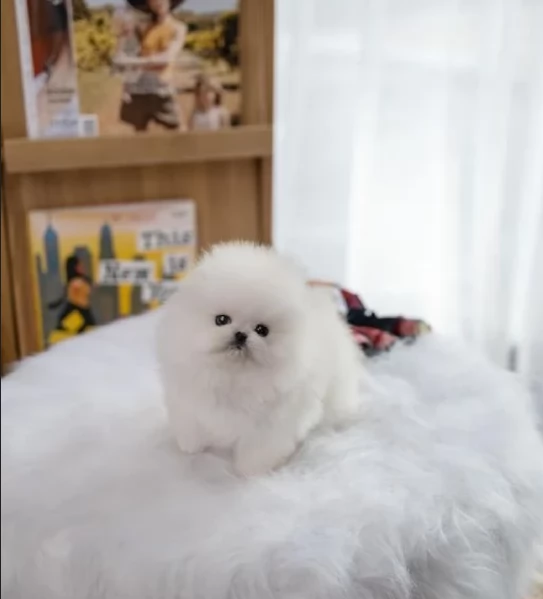 bellissimi cuccioli pomerania taglia piccola per adozione | Foto 0