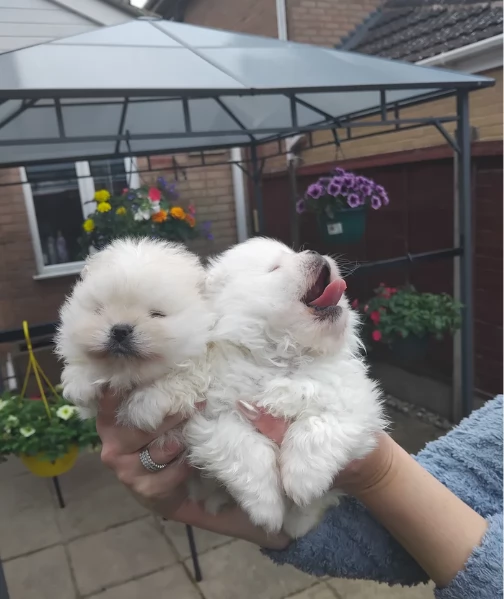 bellissimi cuccioli pomerania taglia piccola per adozione | Foto 3