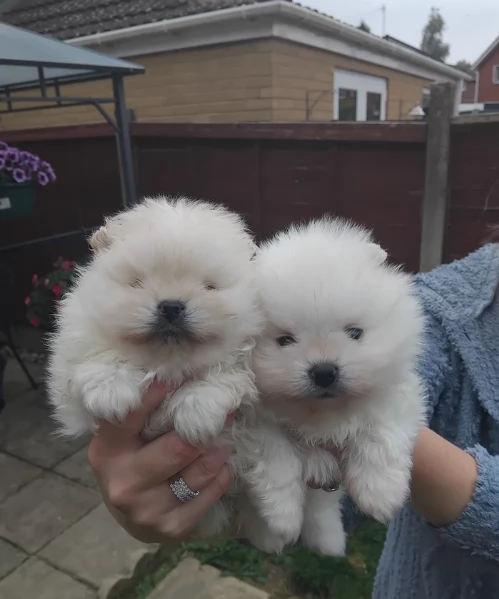 bellissimi cuccioli pomerania taglia piccola per adozione | Foto 2