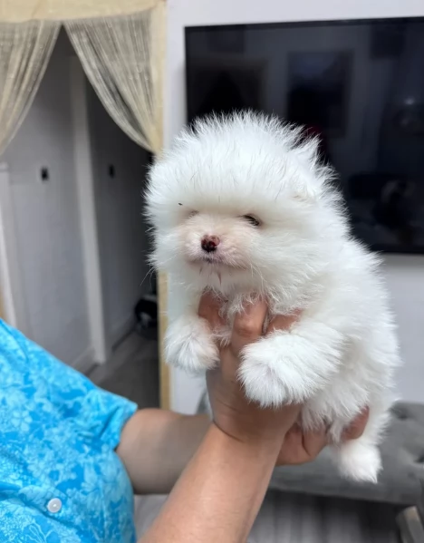 bellissimi cuccioli pomerania taglia piccola per adozione | Foto 5