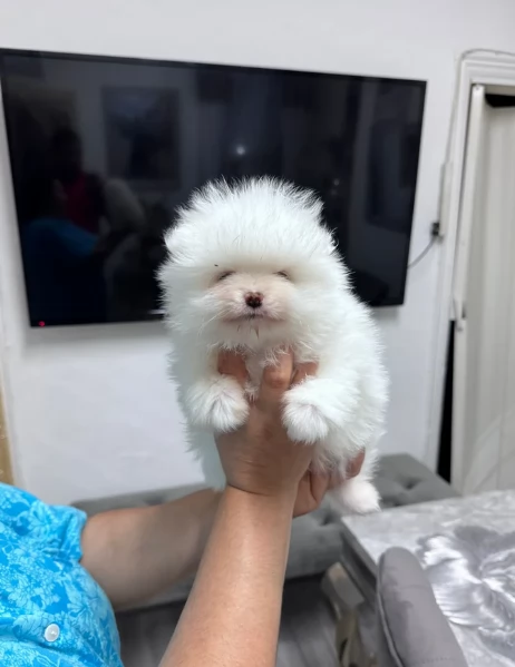 bellissimi cuccioli pomerania taglia piccola per adozione | Foto 4