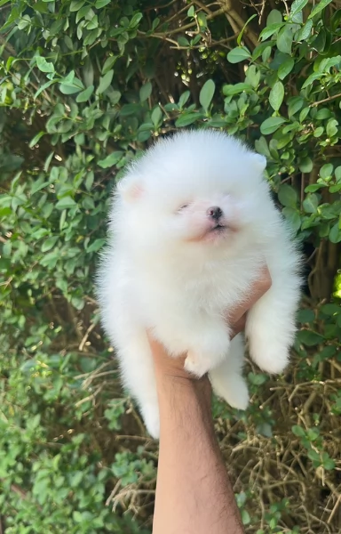 bellissimi cuccioli pomerania taglia piccola per adozione