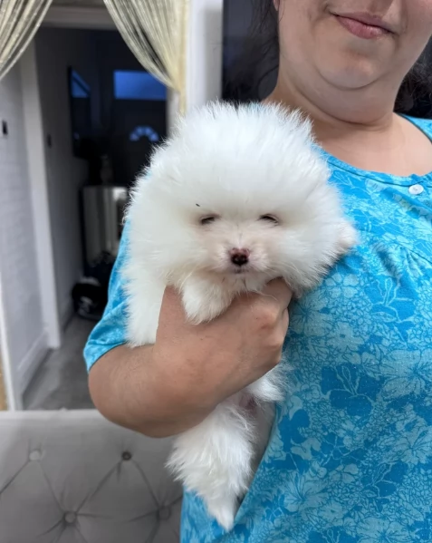 bellissimi cuccioli pomerania taglia piccola per adozione | Foto 2