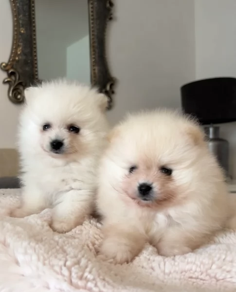 bellissimi cuccioli pomerania taglia piccola per adozione | Foto 3